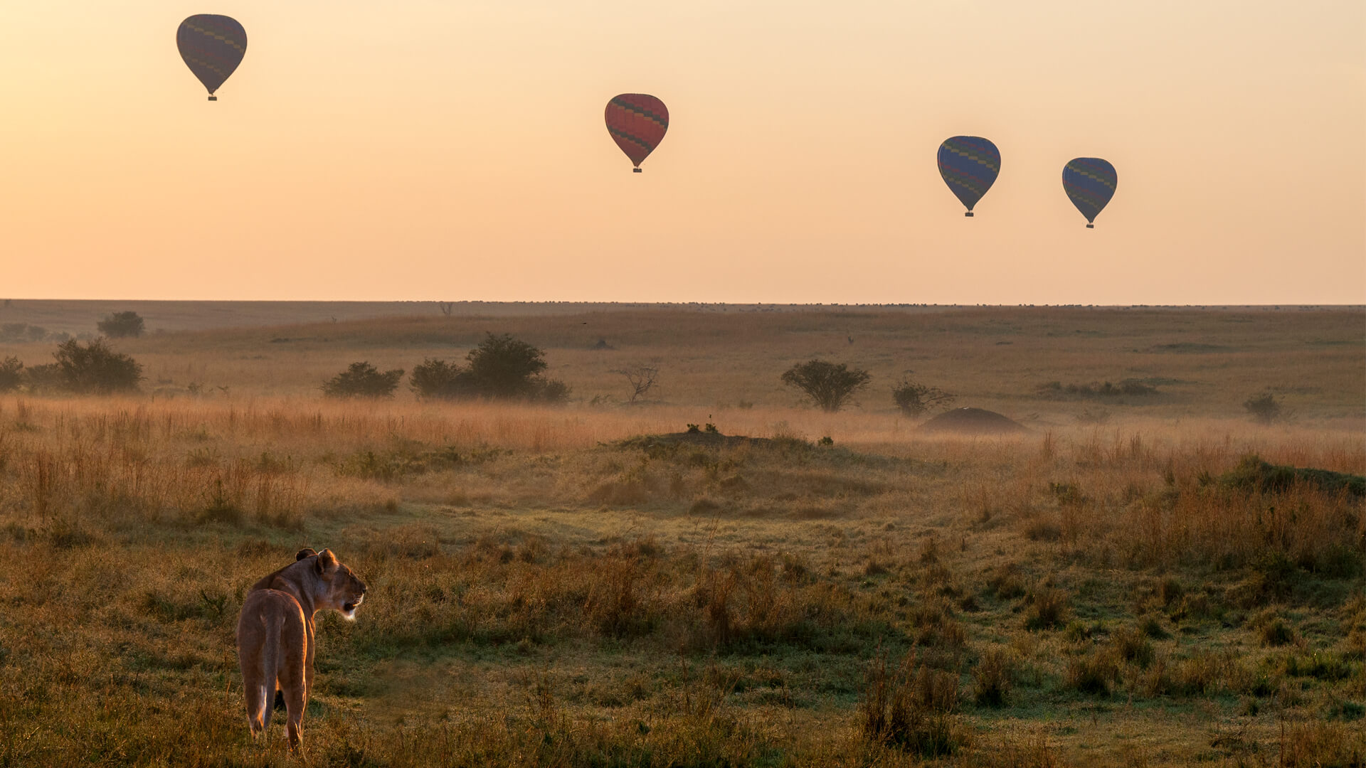 Balloon Safari